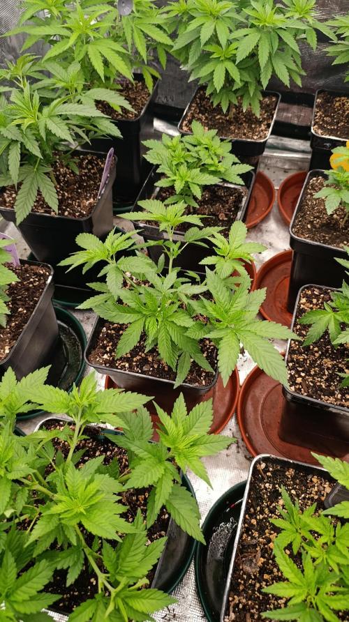 Astro Lemonade F1. Week 7
