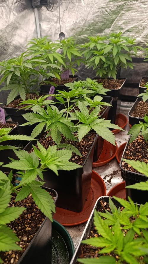 Astro Lemonade F1. Week 7
