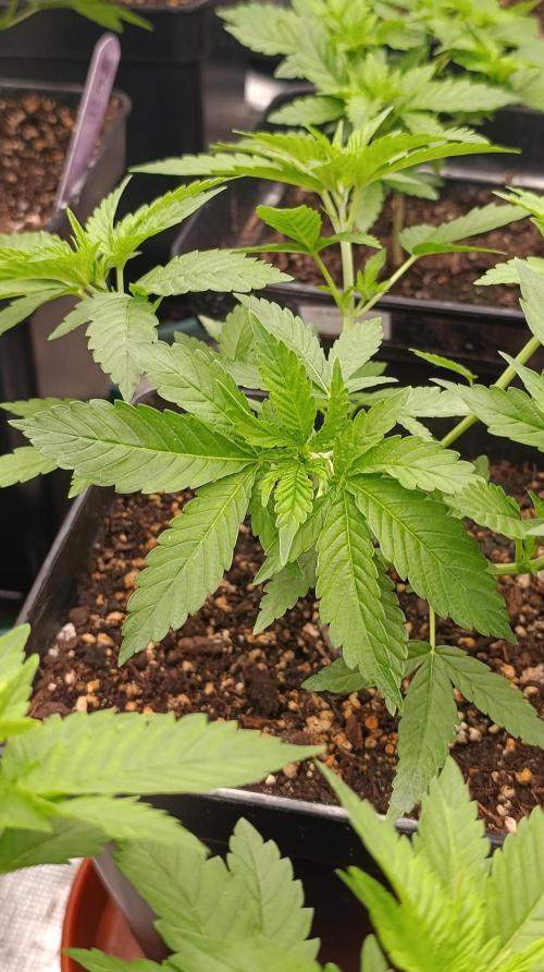 Astro Lemonade F1. Week 7