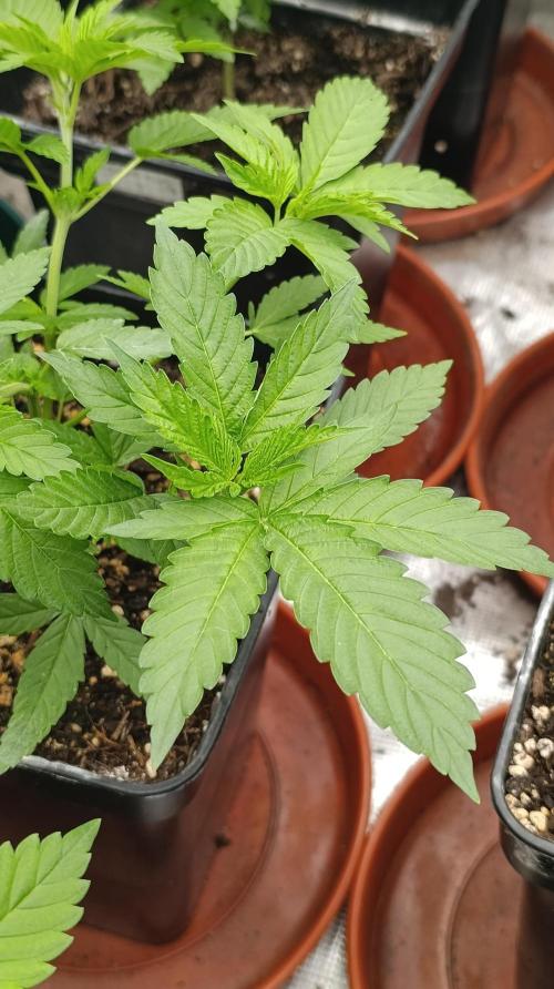 Astro Lemonade F1. Week 7