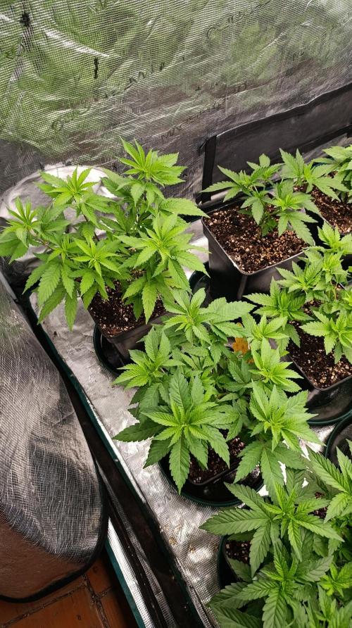 Cosmic Cheddar F1. Week 8