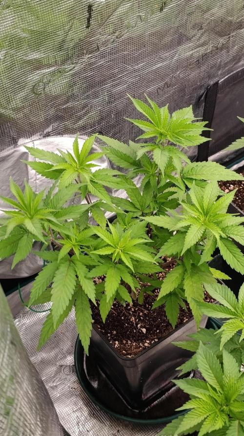 Cosmic Cheddar F1. Week 8
