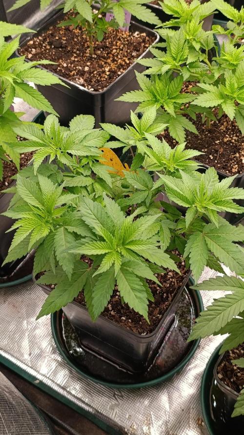 Cosmic Cheddar F1. Week 8