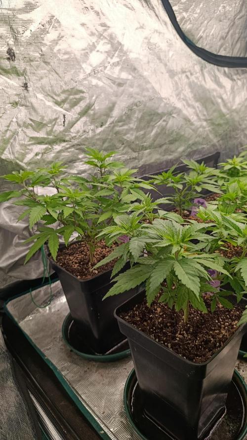 Cosmic Cheddar F1. Week 8