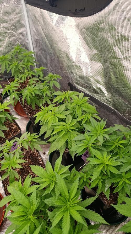 Iced Lemon Watermelon. Week 8