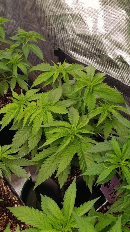 Iced Lemon Watermelon. Week 8
