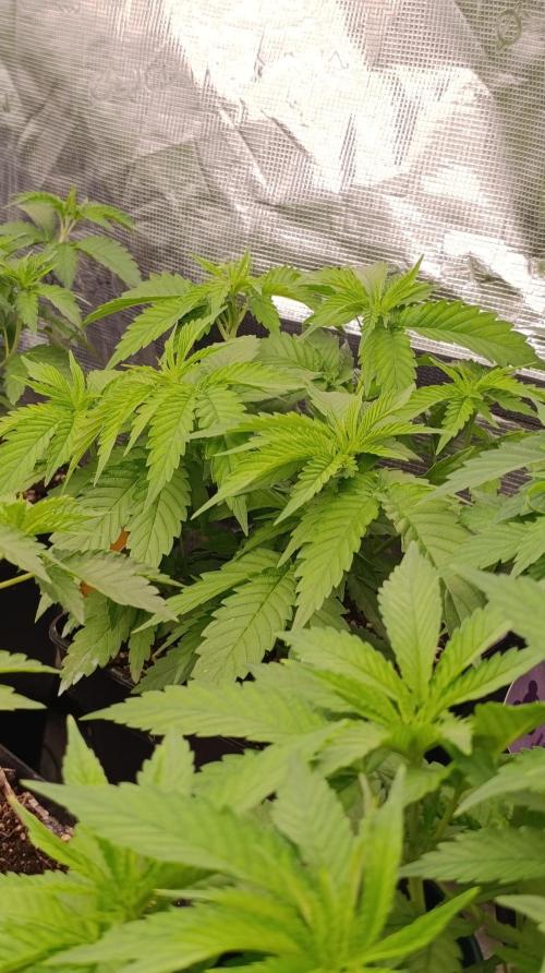 Iced Lemon Watermelon. Week 8