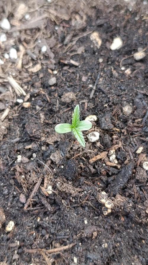 Strawberry Gorilla Rf3 Auto. Week 1