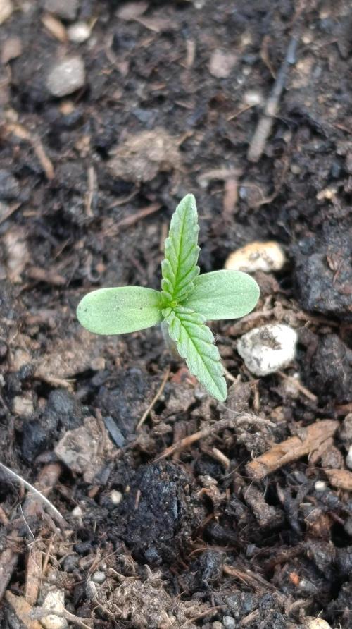 Strawberry Gorilla Rf3 Auto. Week 1