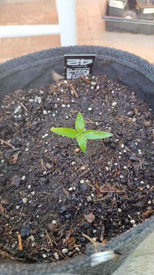 Strawberry Gorilla Rf3 Auto. Week 2