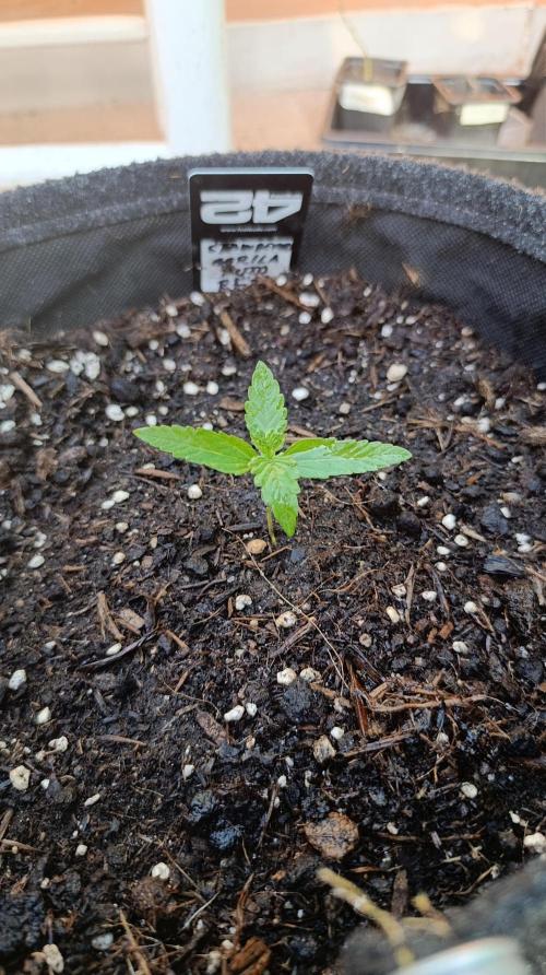 Strawberry Gorilla Rf3 Auto. Week 2