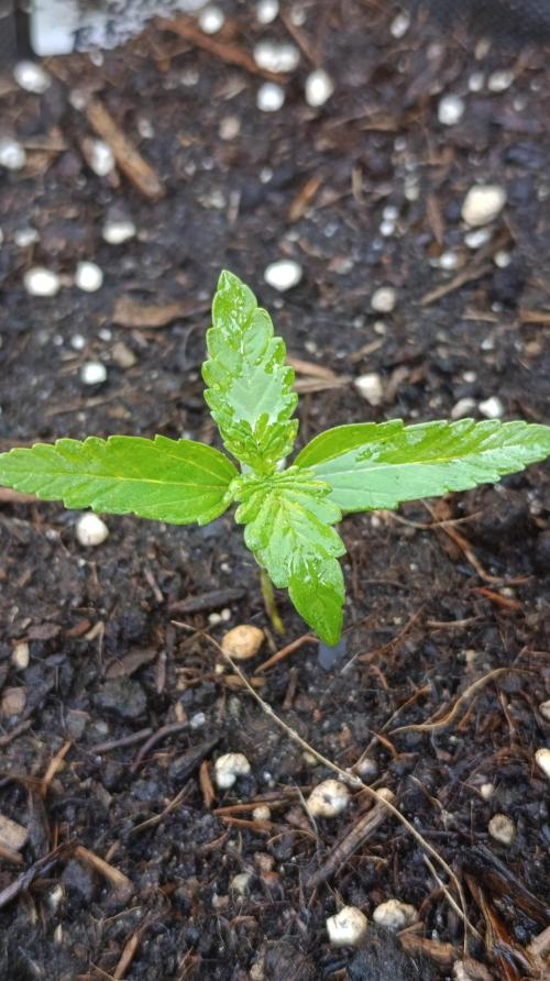 Strawberry Gorilla Rf3 Auto. Week 2