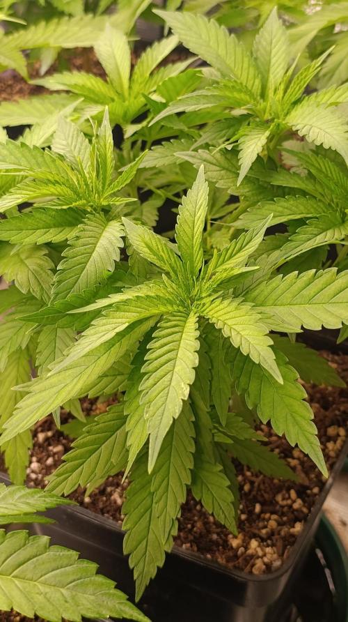 Dozy Don. Week 8