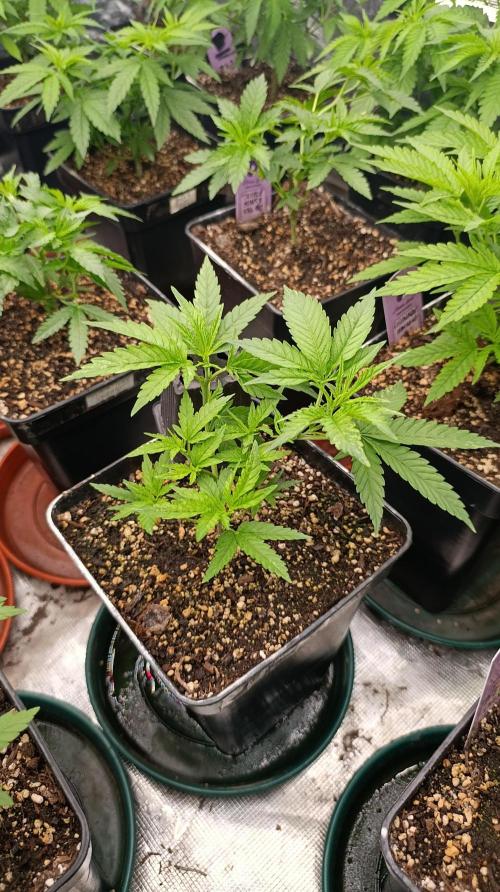 Dozy Don. Week 8