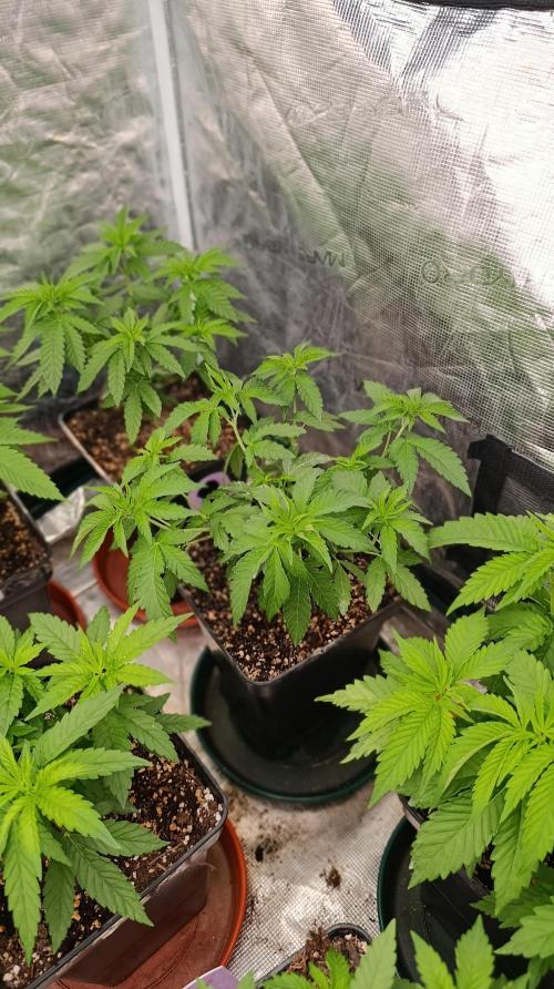 Z42 Limited Edition. Week 8