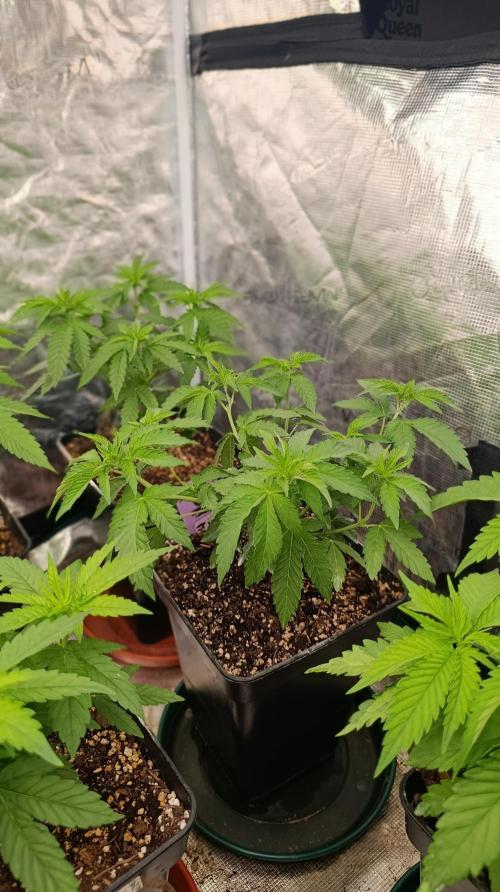 Z42 Limited Edition. Week 8