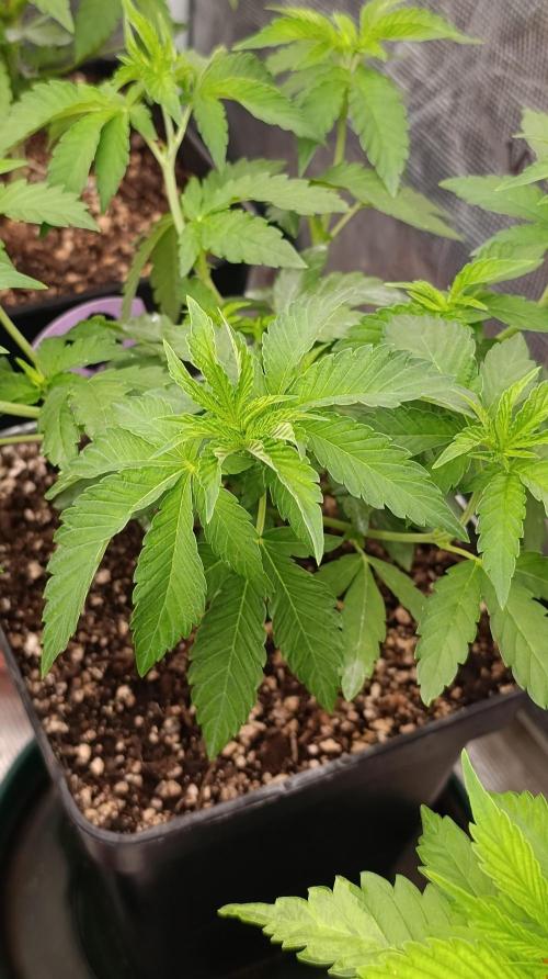 Z42 Limited Edition. Week 8