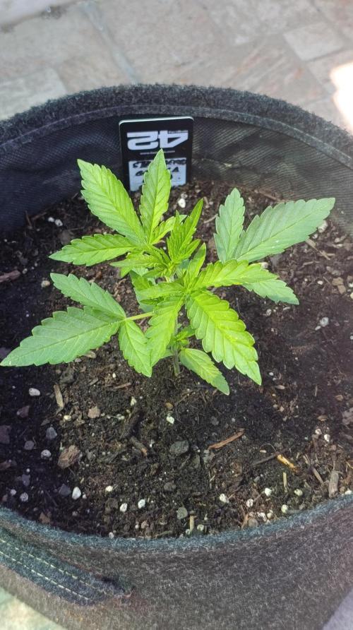 Strawberry Gorilla Rf3 Auto. Week 3