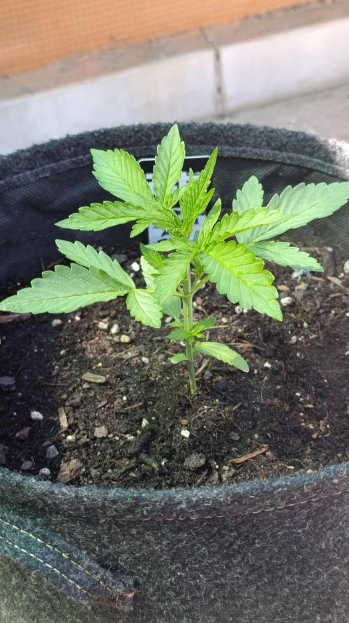 Strawberry Gorilla Rf3 Auto. Week 3