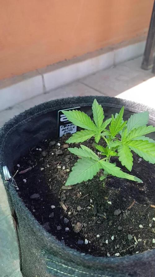 Strawberry Gorilla Rf3 Auto