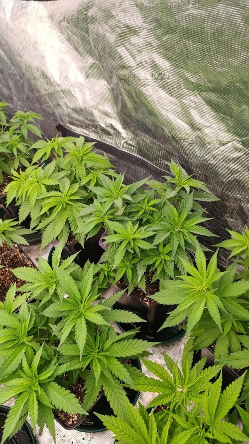 Pink Guava F1 FV. Week 8