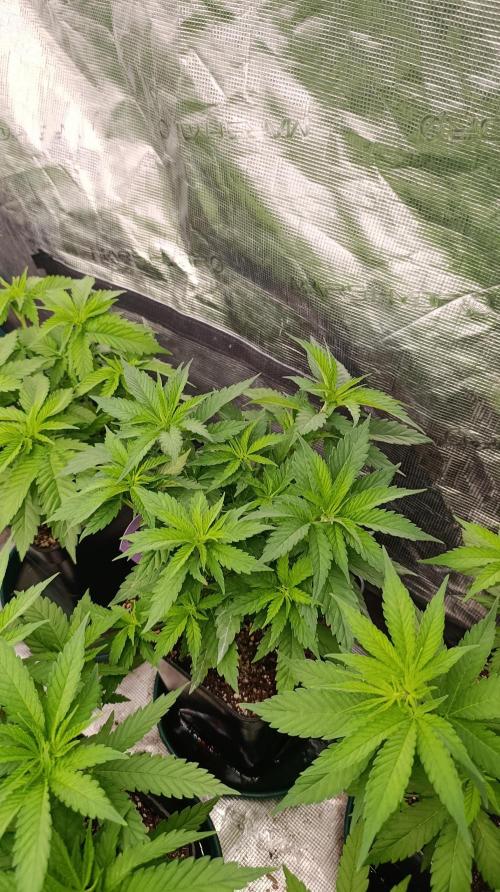 Pink Guava F1 FV. Week 8