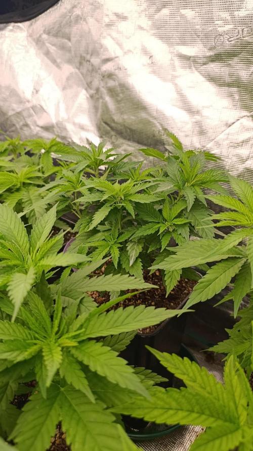 Pink Guava F1 FV. Week 8