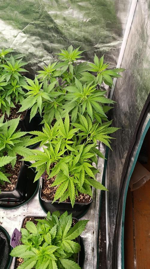 Gelonade. Week 8