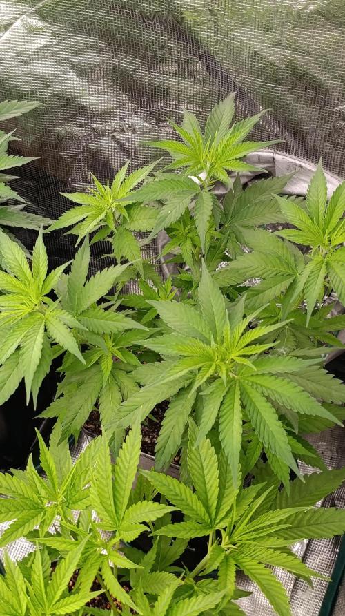 Gelonade. Week 8