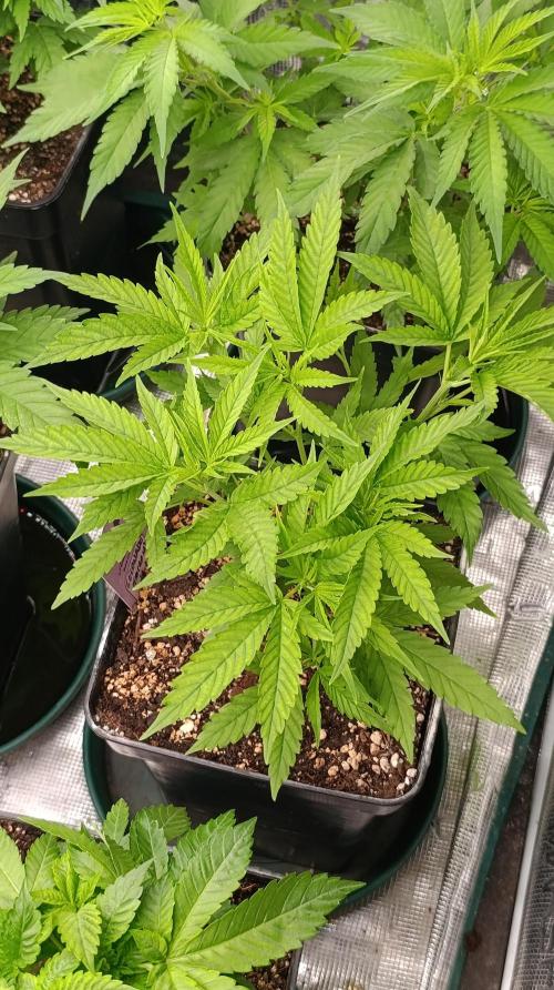 Gelonade. Week 8