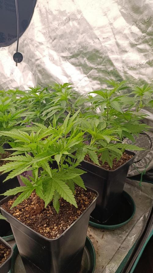 Gelonade. Week 8