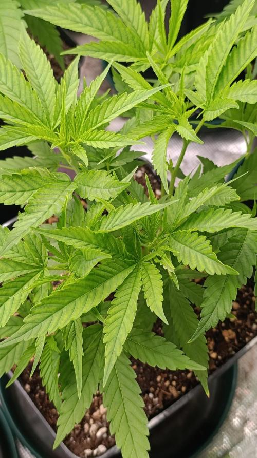 Gelonade. Week 8