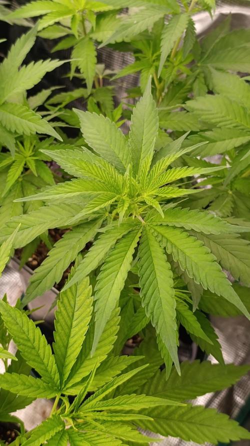 Gelonade. Week 8