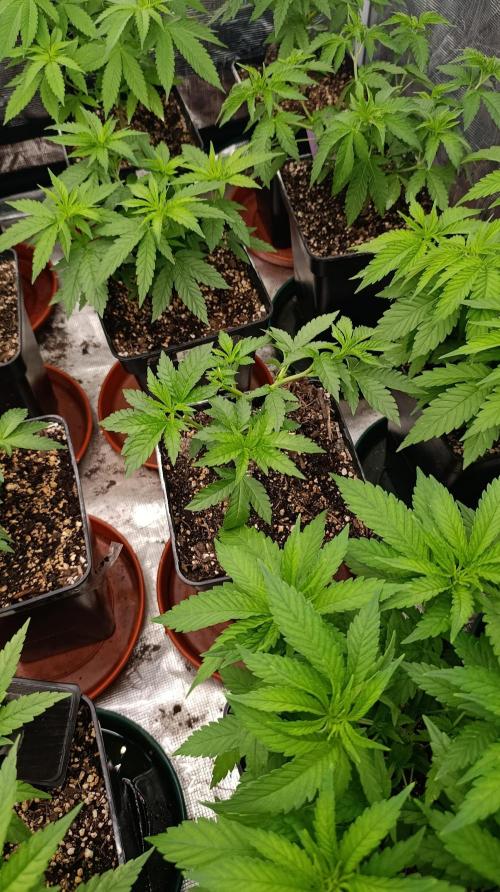 Triple Mints XXL. Week 8
