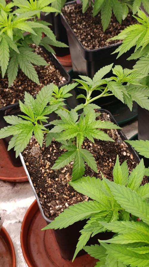 Triple Mints XXL. Week 8