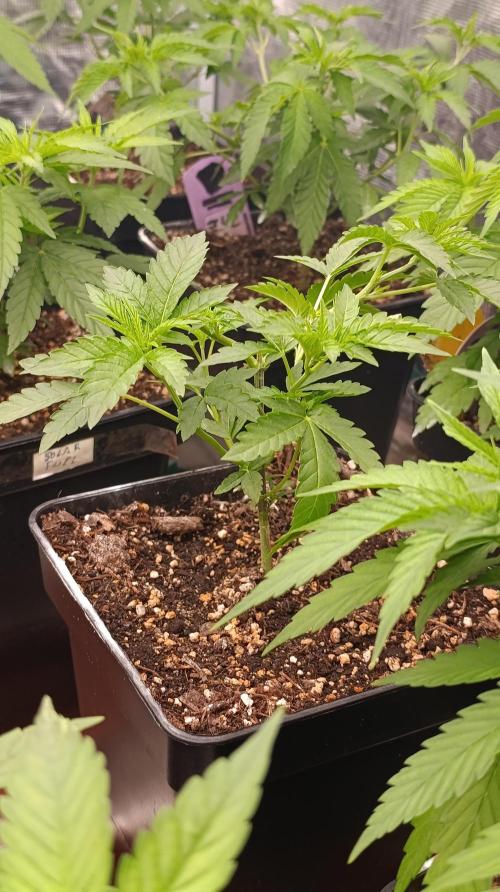 Triple Mints XXL. Week 8