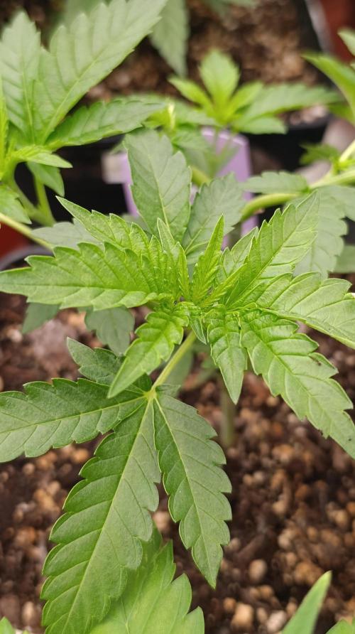 Triple Mints XXL. Week 8