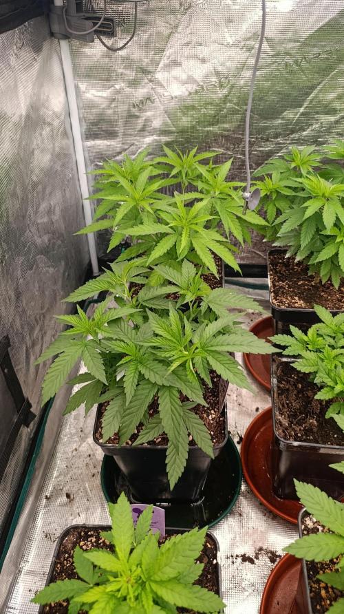 Super Lemon Cherry. Week 7