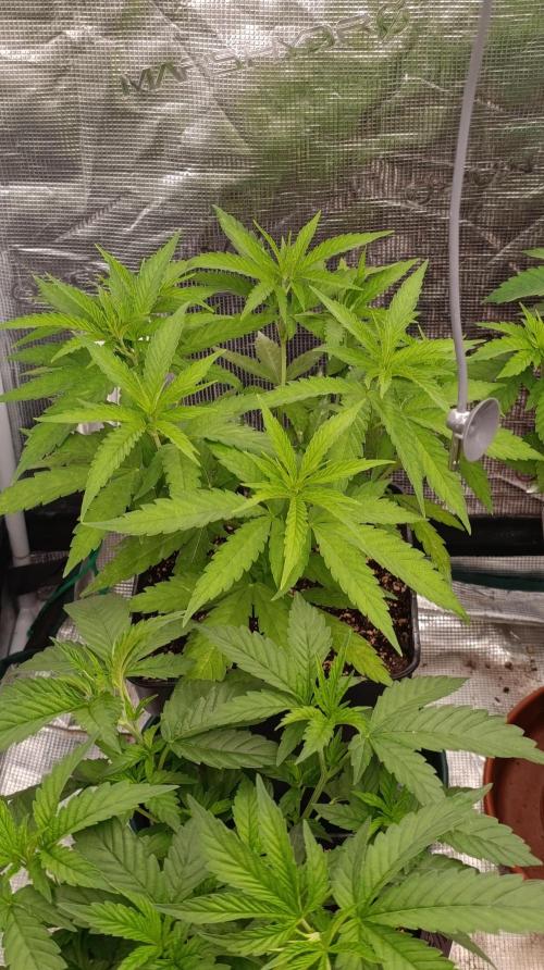 Super Lemon Cherry. Week 7
