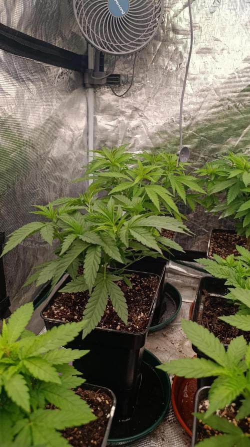 Super Lemon Cherry. Week 7