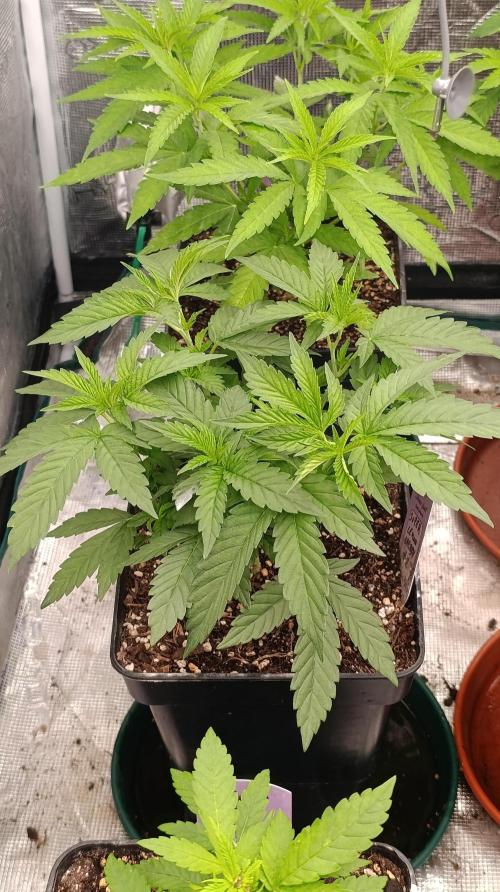 Super Lemon Cherry. Week 7