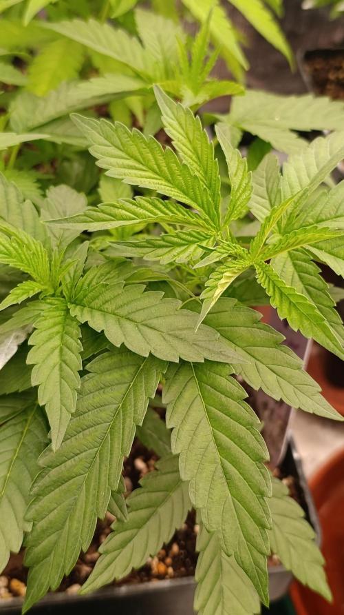 Super Lemon Cherry. Week 7