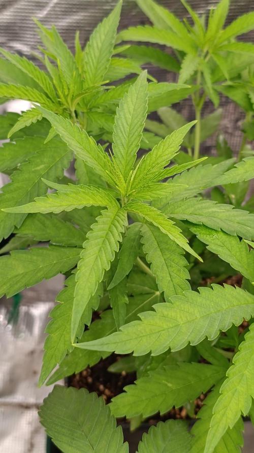 Super Lemon Cherry. Week 7