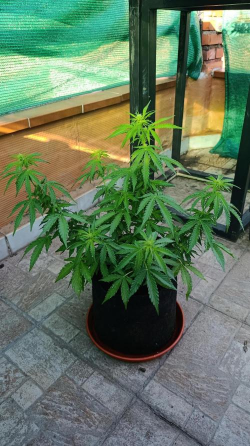 Permanent Marker XXL Auto. Week 8