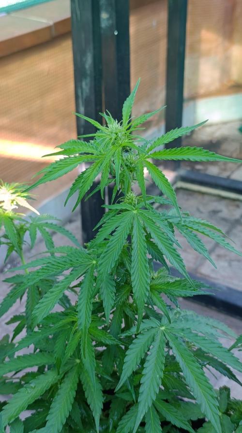 Permanent Marker XXL Auto. Week 8