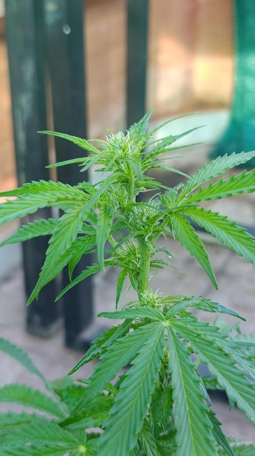 Permanent Marker XXL Auto. Week 8