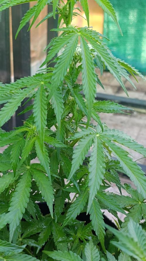Permanent Marker XXL Auto. Week 8