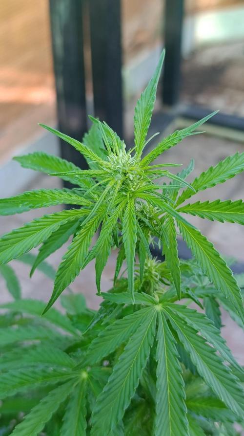 Permanent Marker XXL Auto. Week 8