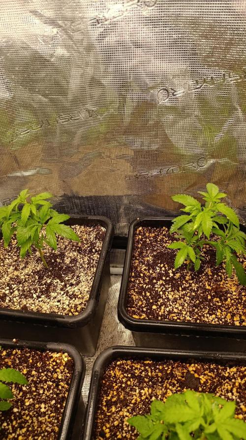 Variegated Parmigiano. Week 4