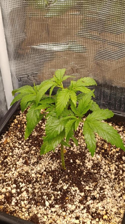 Variegated Parmigiano. Week 4